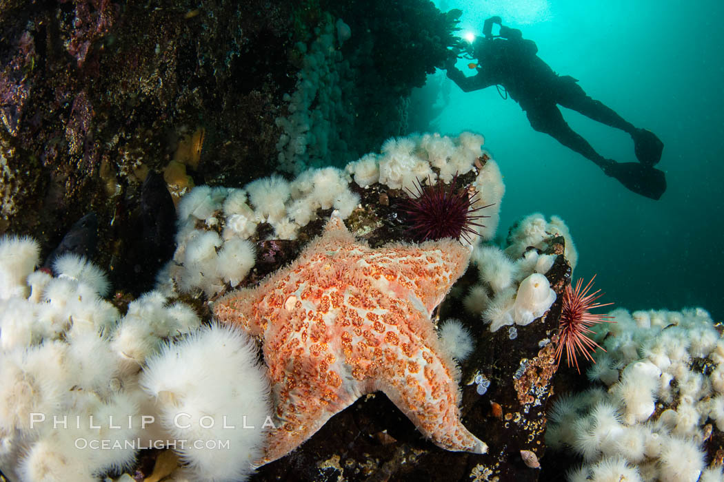Colorful reef scene on Vancouver Island, known for its underwater landscapes teeming with rich invertebrate life. Browning Pass, Vancouver Island., natural history stock photograph, photo id 35350