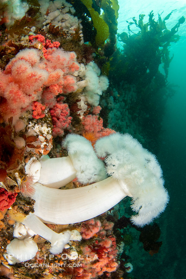 Colorful reef scene on Vancouver Island, known for its underwater landscapes teeming with rich invertebrate life. Browning Pass, Vancouver Island., Metridium farcimen, natural history stock photograph, photo id 35348