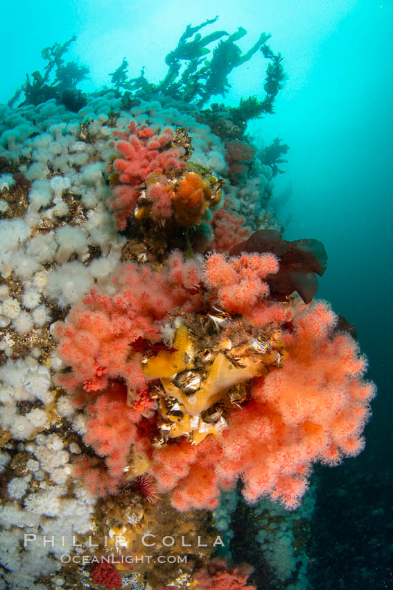 Colorful reef scene on Vancouver Island, known for its underwater landscapes teeming with rich invertebrate life. Browning Pass, Vancouver Island. British Columbia, Canada, natural history stock photograph, photo id 35351