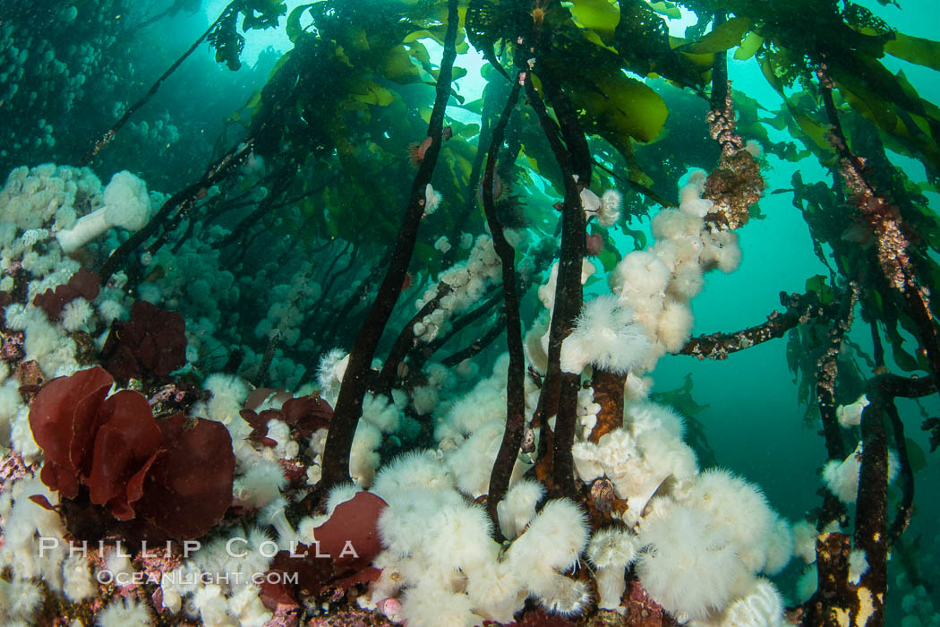 Colorful reef scene on Vancouver Island, known for its underwater landscapes teeming with rich invertebrate life. Browning Pass, Vancouver Island. British Columbia, Canada, natural history stock photograph, photo id 35349