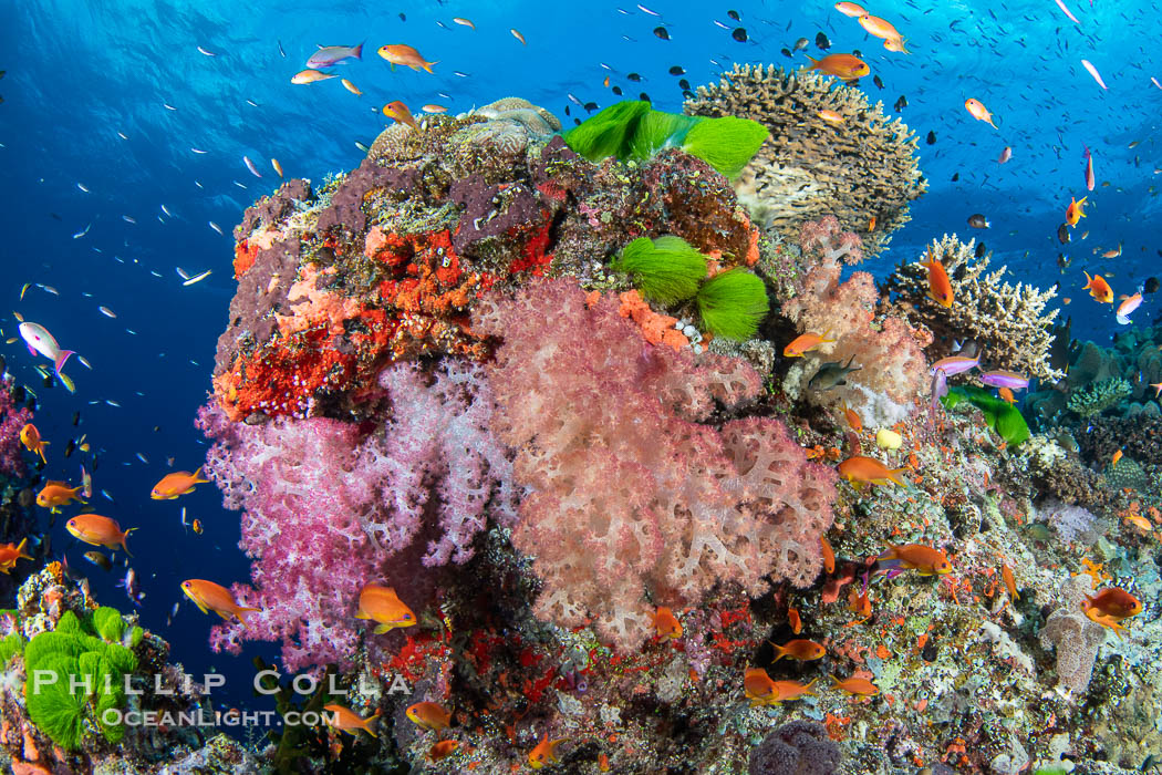Soft coral display in Fiji. Fiji is known as the Soft Coral Capital of the World., natural history stock photograph, photo id 41414