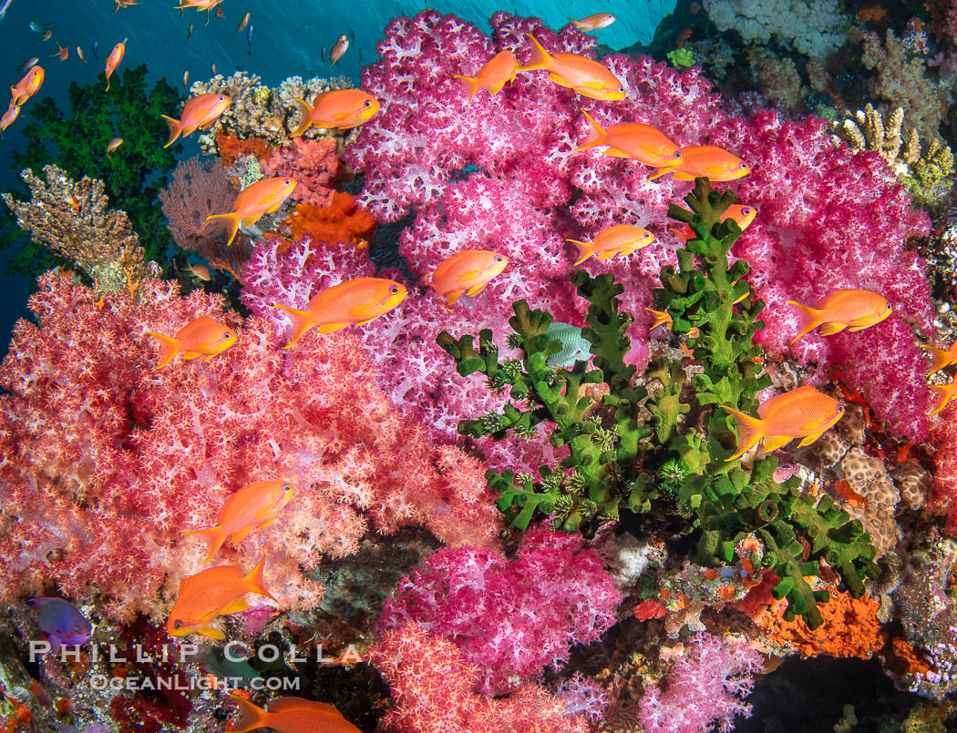 Soft coral display in Fiji. Fiji is known as the Soft Coral Capital of the World., natural history stock photograph, photo id 41422