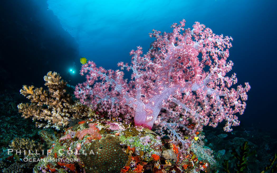 Soft coral display in Fiji. Fiji is known as the Soft Coral Capital of the World., natural history stock photograph, photo id 41420