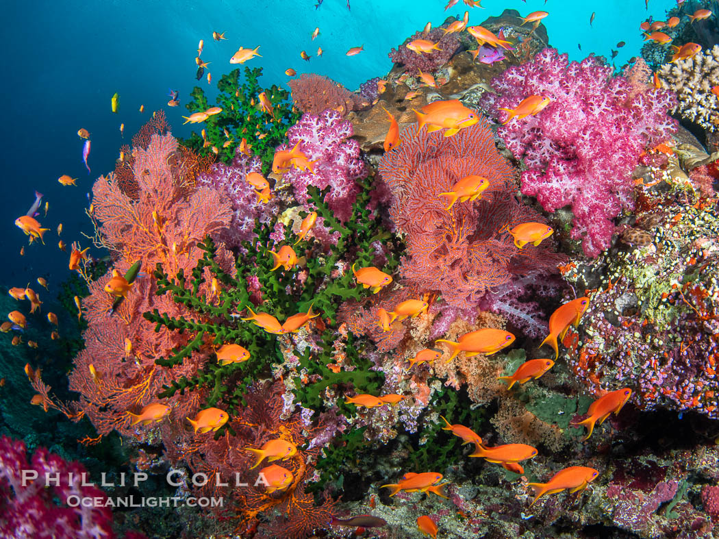 Soft coral display in Fiji. Fiji is known as the Soft Coral Capital of the World., natural history stock photograph, photo id 41421