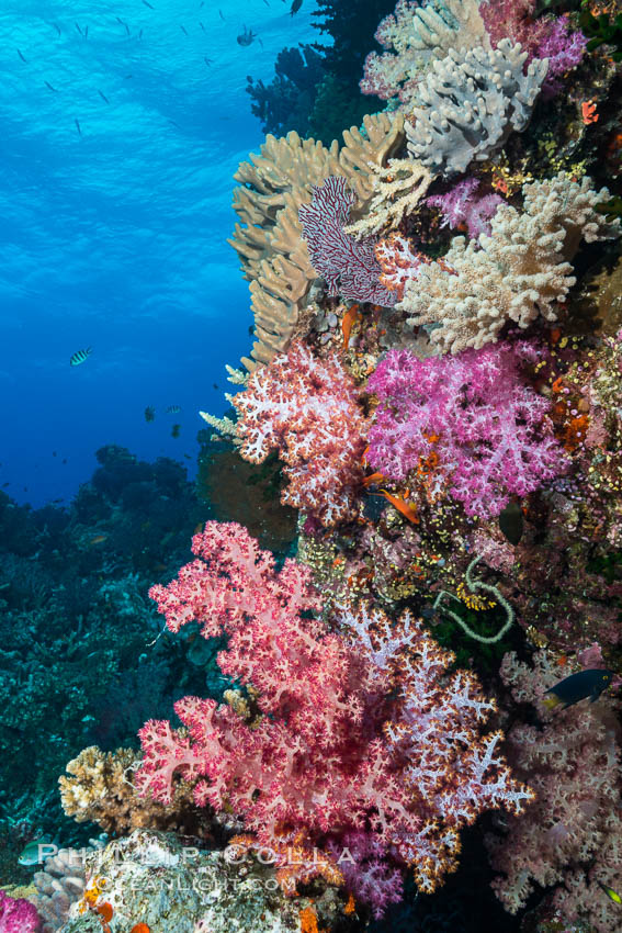 Colorful dendronephthya soft corals and various hard corals, flourishing on a pristine healthy south pacific coral reef.  The soft corals are inflated in strong ocean currents, capturing passing planktonic food with their many small polyps. Fiji, Dendronephthya, natural history stock photograph, photo id 31846