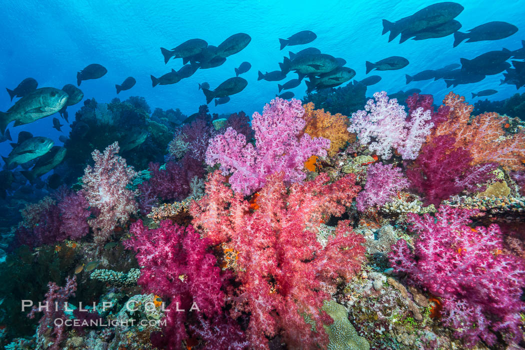 Colorful dendronephthya soft corals and various hard corals, flourishing on a pristine healthy south pacific coral reef.  The soft corals are inflated in strong ocean currents, capturing passing planktonic food with their many small polyps. Nigali Passage, Gau Island, Lomaiviti Archipelago, Fiji, Dendronephthya, natural history stock photograph, photo id 31383