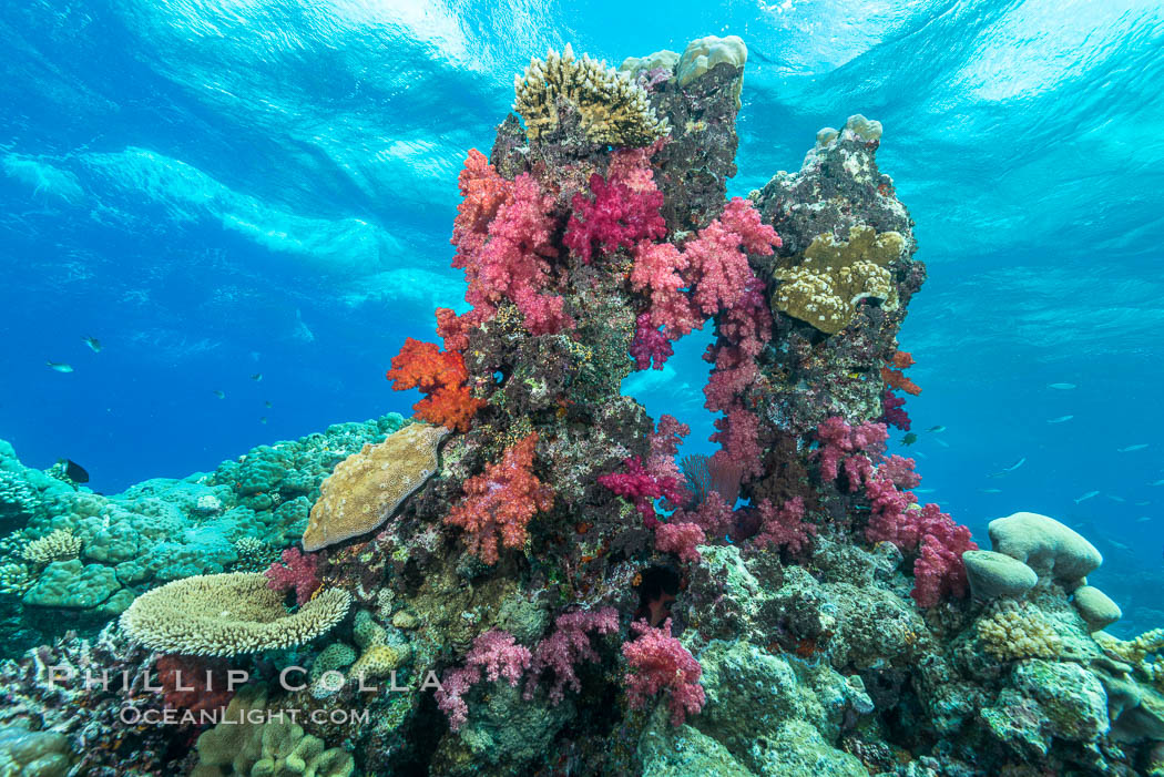 Colorful dendronephthya soft corals and various hard corals, flourishing on a pristine healthy south pacific coral reef.  The soft corals are inflated in strong ocean currents, capturing passing planktonic food with their many small polyps. Nigali Passage, Gau Island, Lomaiviti Archipelago, Fiji, Dendronephthya, natural history stock photograph, photo id 31387