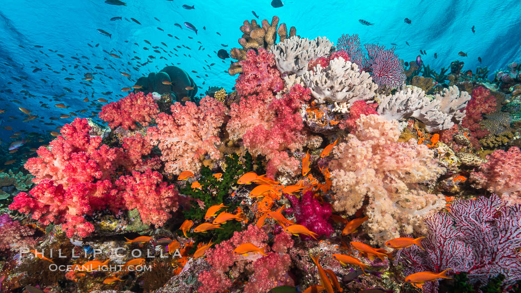 Colorful dendronephthya soft corals and various hard corals, flourishing on a pristine healthy south pacific coral reef.  The soft corals are inflated in strong ocean currents, capturing passing planktonic food with their many small polyps. Fiji, Dendronephthya, natural history stock photograph, photo id 31431