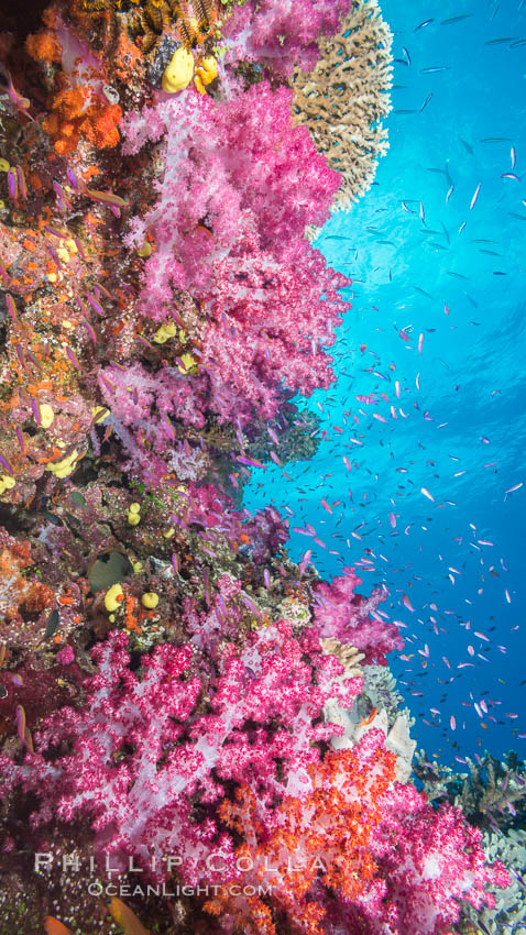 Colorful dendronephthya soft corals and various hard corals, flourishing on a pristine healthy south pacific coral reef.  The soft corals are inflated in strong ocean currents, capturing passing planktonic food with their many small polyps. Namena Marine Reserve, Namena Island, Fiji, Dendronephthya, natural history stock photograph, photo id 31579