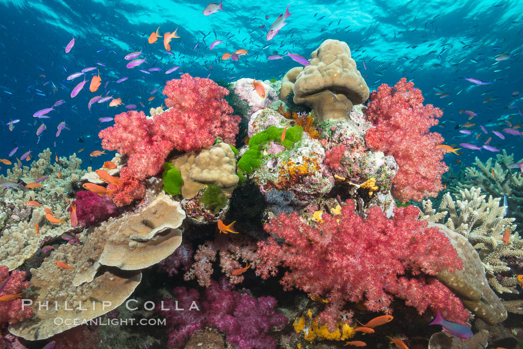 Colorful dendronephthya soft corals and various hard corals, flourishing on a pristine healthy south pacific coral reef.  The soft corals are inflated in strong ocean currents, capturing passing planktonic food with their many small polyps., Dendronephthya, Pseudanthias, natural history stock photograph, photo id 31827