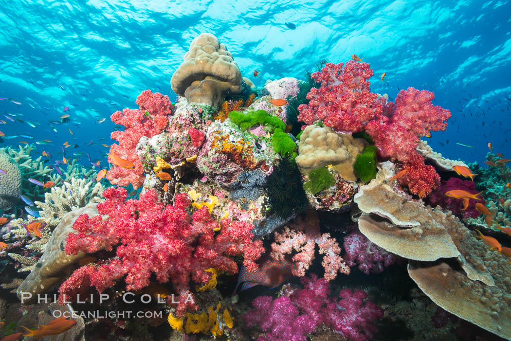 Colorful dendronephthya soft corals and various hard corals, flourishing on a pristine healthy south pacific coral reef.  The soft corals are inflated in strong ocean currents, capturing passing planktonic food with their many small polyps. Namena Marine Reserve, Namena Island, Fiji, Dendronephthya, natural history stock photograph, photo id 31417