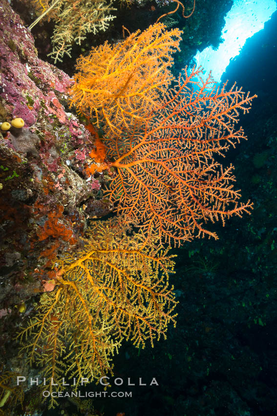 Colorful Chironephthya soft corals capture planktonic food in passing ocean currents, Fiji. Vatu I Ra Passage, Bligh Waters, Viti Levu  Island, Chironephthya, natural history stock photograph, photo id 31503