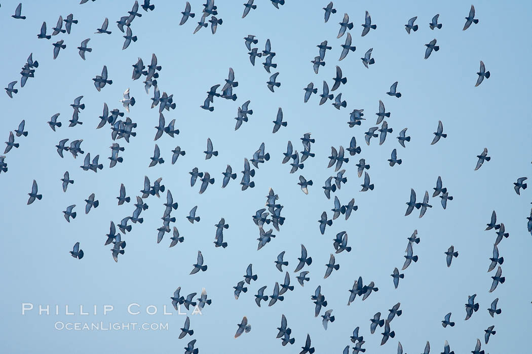 Rock dove flock in flight. La Jolla, California, USA, Columba livia, natural history stock photograph, photo id 18308