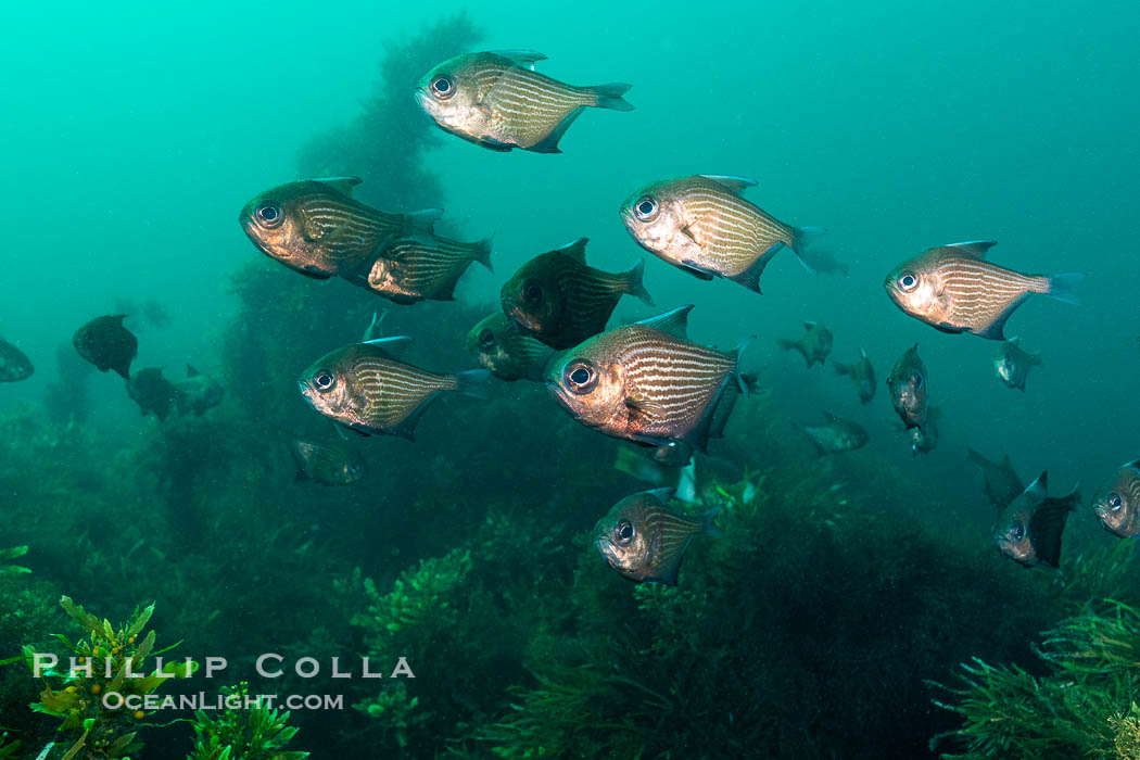 Common Bullseye, Pempheris multiradiata, on the wreck of the Portland Maru, Kangaroo Island, South Australia. Wreck of the Portland Maru, Pempheris multiradiata, natural history stock photograph, photo id 39286