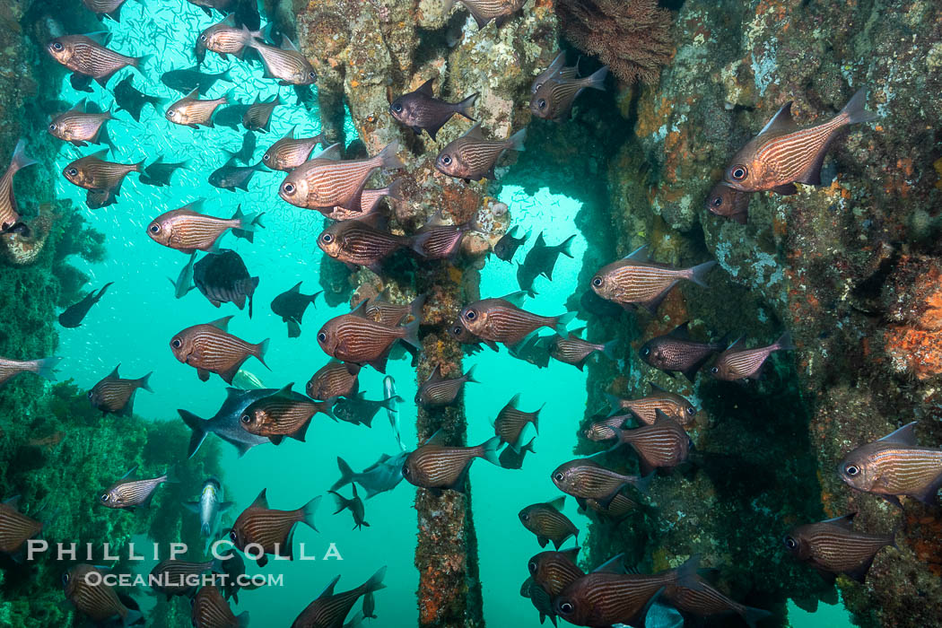 Common Bullseye, Pempheris multiradiata, on the wreck of the Portland Maru, Kangaroo Island, South Australia. The Portland Maru was a 117-meter Japanese cargo ship which struck a submerged object and was beached near Cape Borda, Kangaroo Island, on March 19, 1935, Pempheris multiradiata, Wreck of the Portland Maru