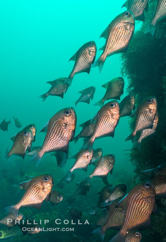 Common Bullseye, Pempheris multiradiata, on the wreck of the Portland Maru, Kangaroo Island, South Australia. Wreck of the Portland Maru, Pempheris multiradiata, natural history stock photograph, photo id 39281