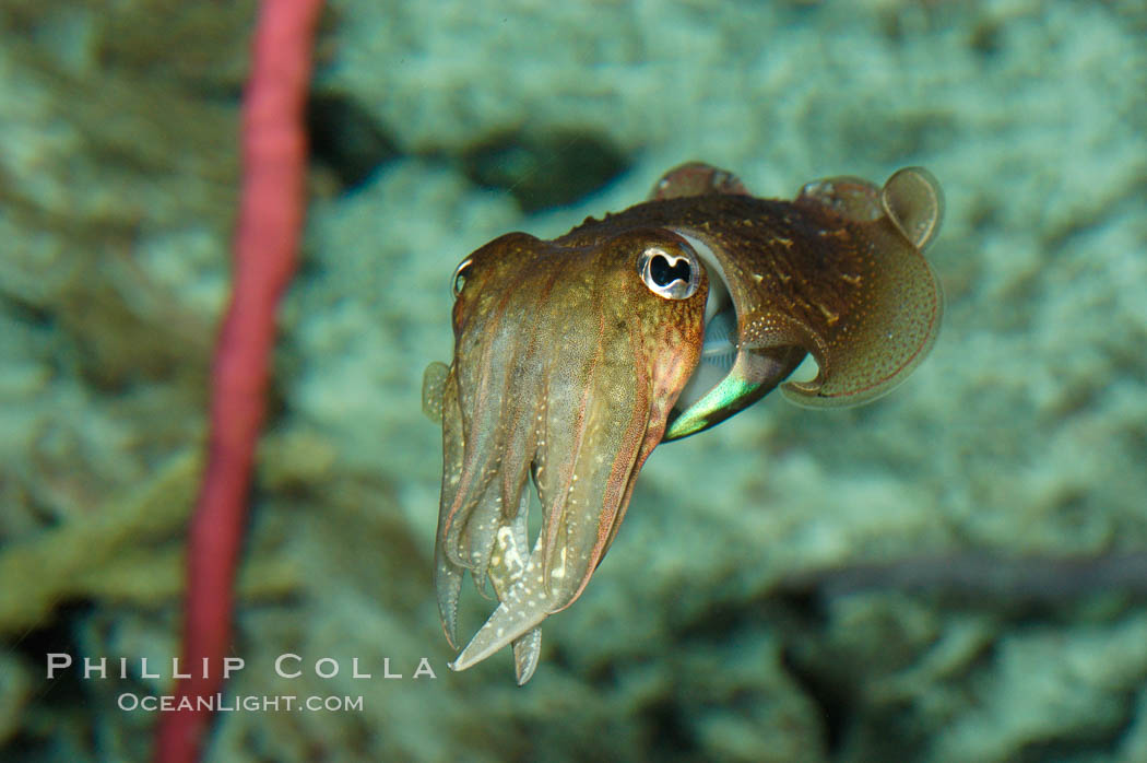 Common cuttlefish., Sepia officinalis, natural history stock photograph, photo id 07804