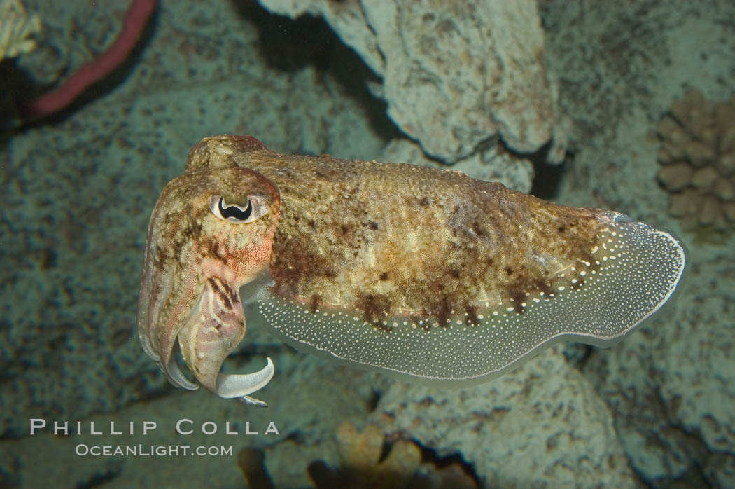Common cuttlefish., Sepia officinalis, natural history stock photograph, photo id 07877