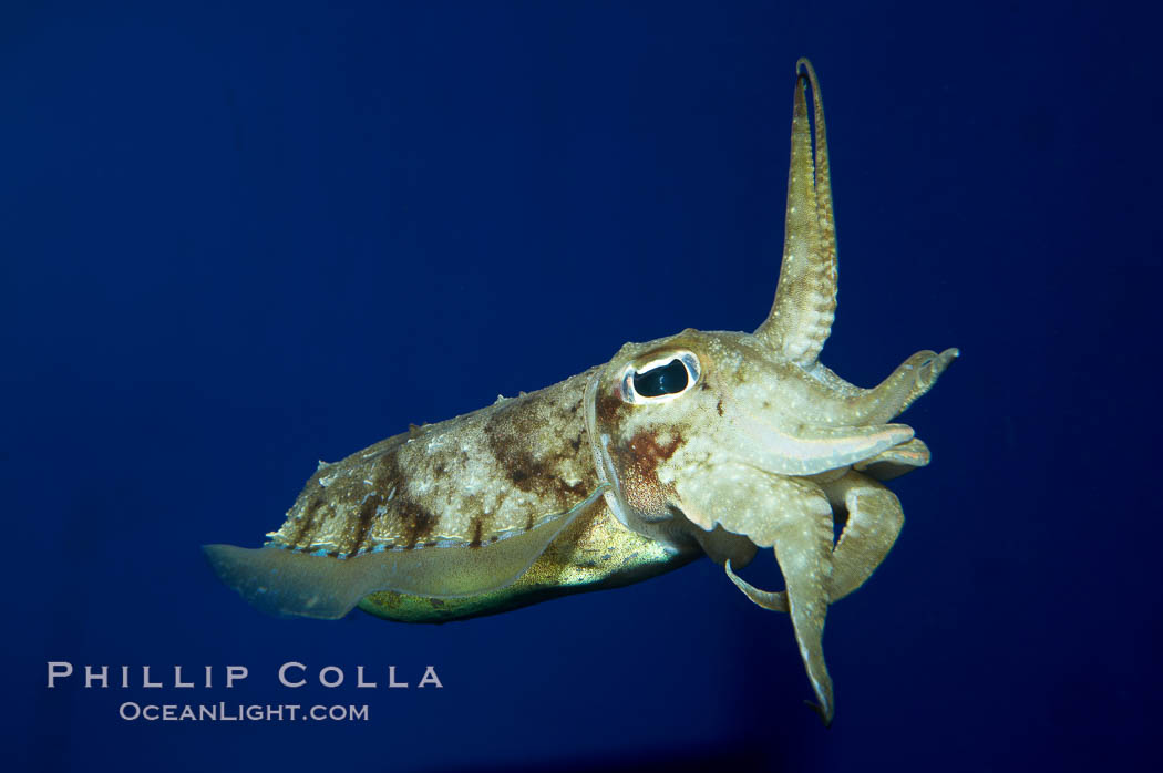 Common cuttlefish., Sepia officinalis, natural history stock photograph, photo id 11777