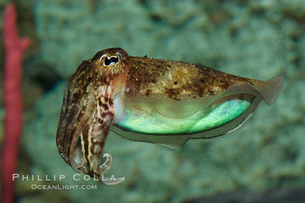 Common cuttlefish., Sepia officinalis, natural history stock photograph, photo id 07802