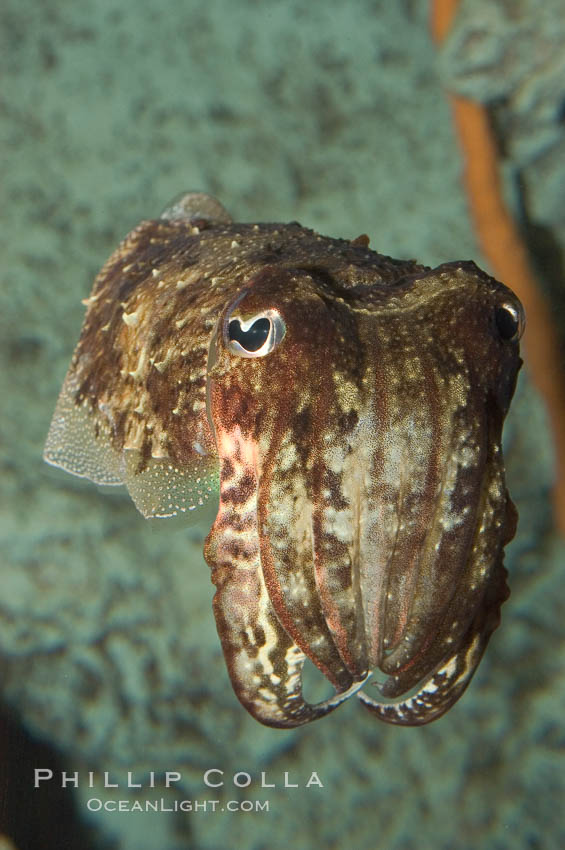 Common cuttlefish., Sepia officinalis, natural history stock photograph, photo id 07878