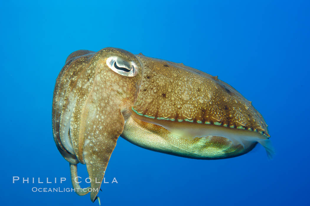 Common cuttlefish., Sepia officinalis, natural history stock photograph, photo id 10300