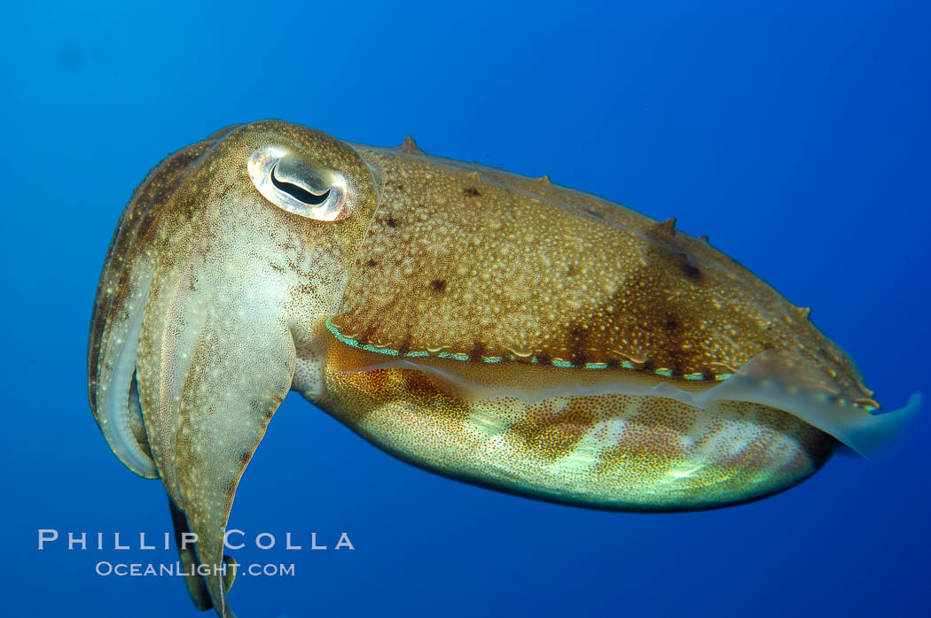 Common cuttlefish., Sepia officinalis, natural history stock photograph, photo id 10303