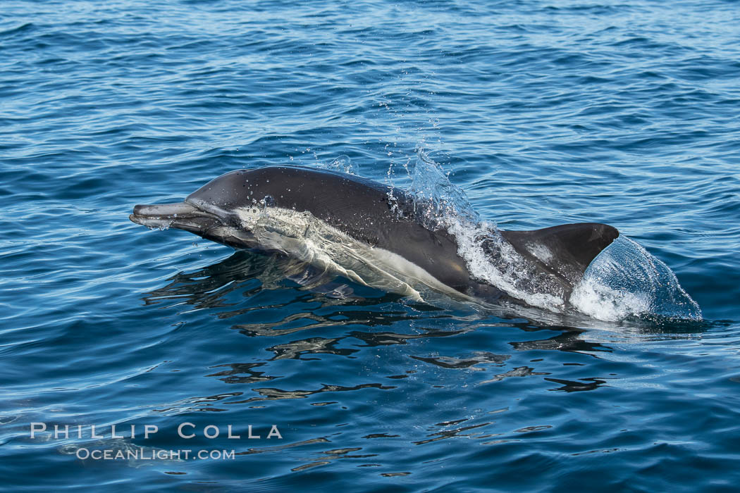 Common Dolphin Breaching the Ocean Surface. San Diego, California, USA, natural history stock photograph, photo id 34242
