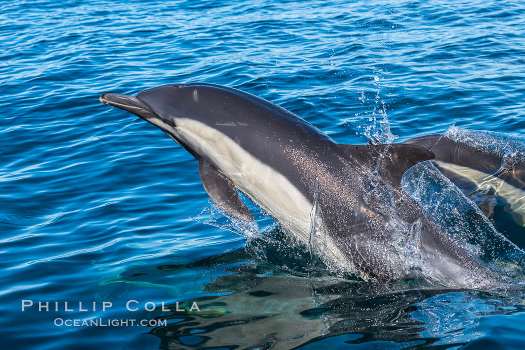 Common Dolphin Breaching the Ocean Surface. San Diego, California, USA, Delphinus delphis, natural history stock photograph, photo id 34236