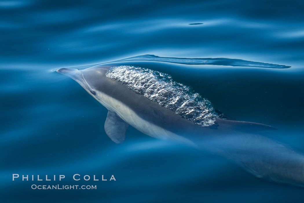 Common Dolphin Breaching the Ocean Surface. San Diego, California, USA, natural history stock photograph, photo id 34235