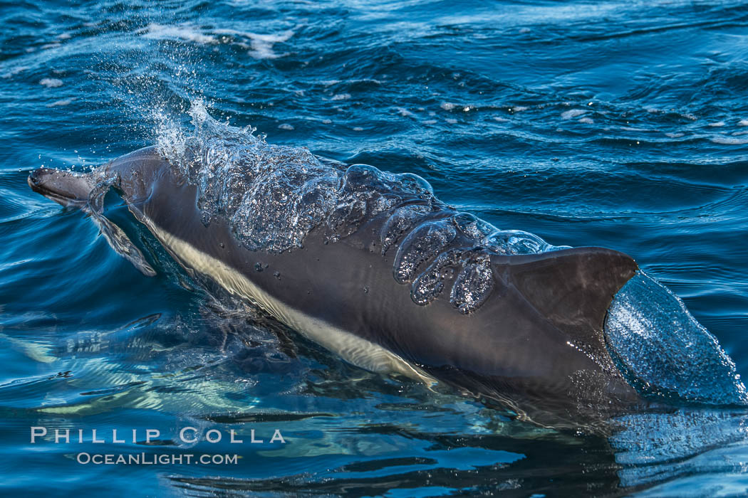 Common Dolphin Breaching the Ocean Surface. San Diego, California, USA, natural history stock photograph, photo id 34243