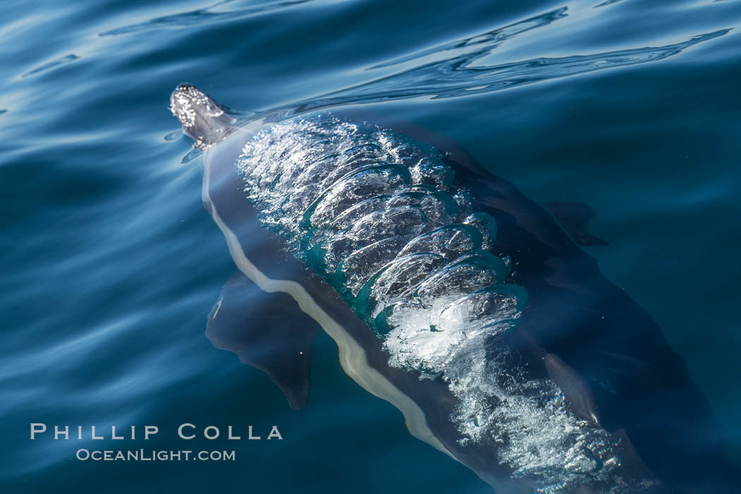 Common Dolphin Breaching the Ocean Surface. San Diego, California, USA, natural history stock photograph, photo id 34241