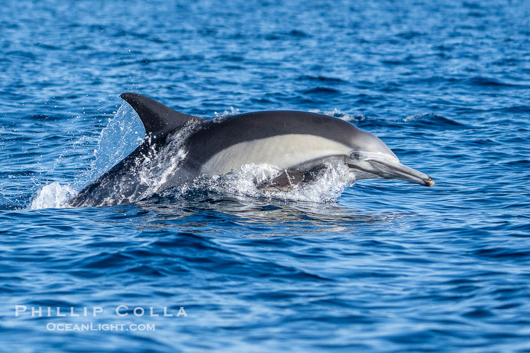 Common dolphin, Delphinus delphis, Breaching the Ocean Surface., Delphinus delphis, natural history stock photograph, photo id 41515
