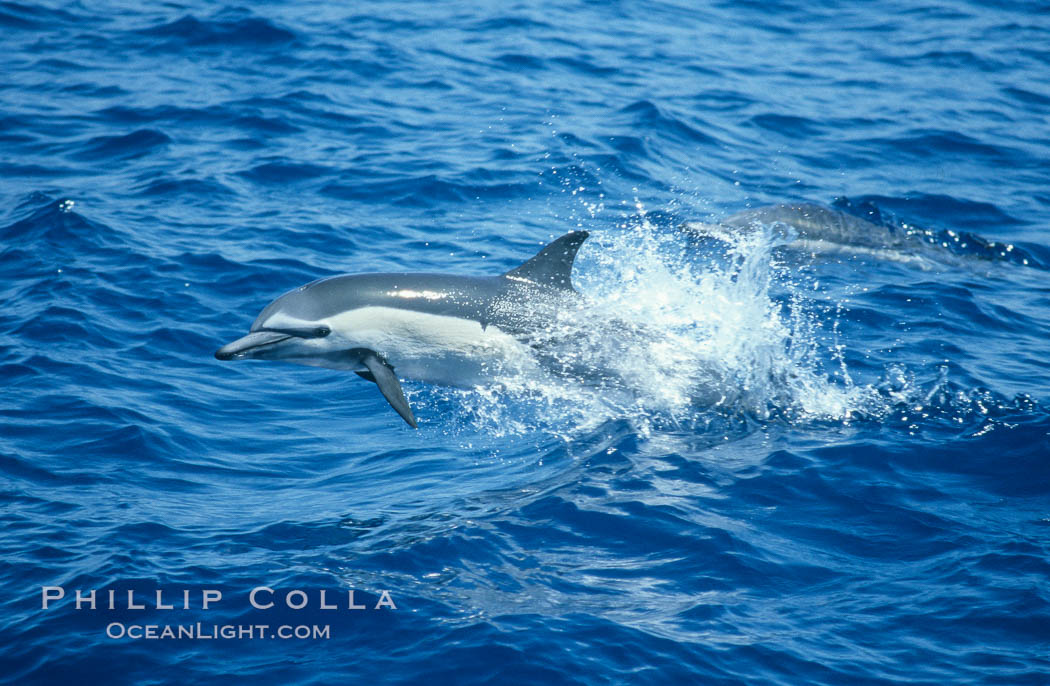 Common dolphin leaping (porpoising). San Diego, California, USA, Delphinus delphis, natural history stock photograph, photo id 18934