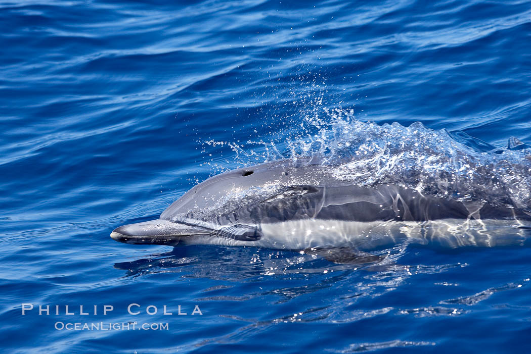 Common dolphin leaping. Guadalupe Island (Isla Guadalupe), Baja California, Mexico, Delphinus delphis, natural history stock photograph, photo id 19486