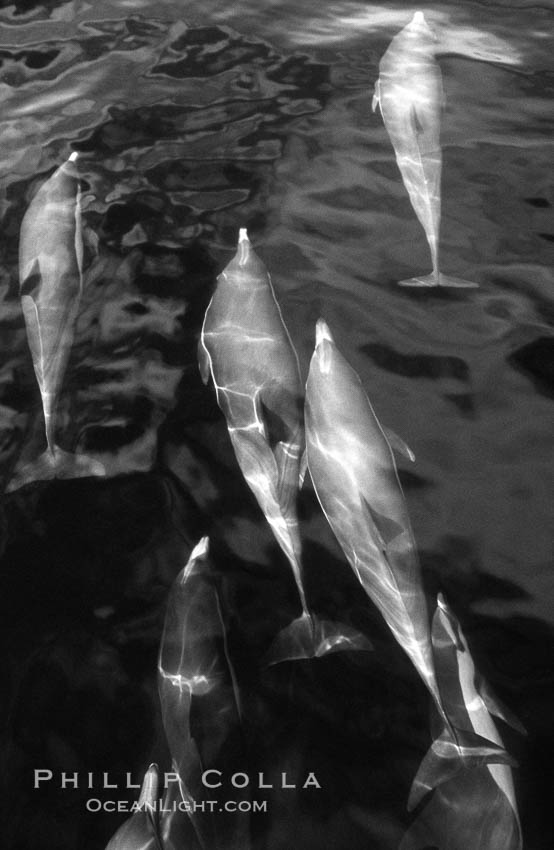 Common dolphin. San Diego, California, USA, Delphinus delphis, natural history stock photograph, photo id 06136