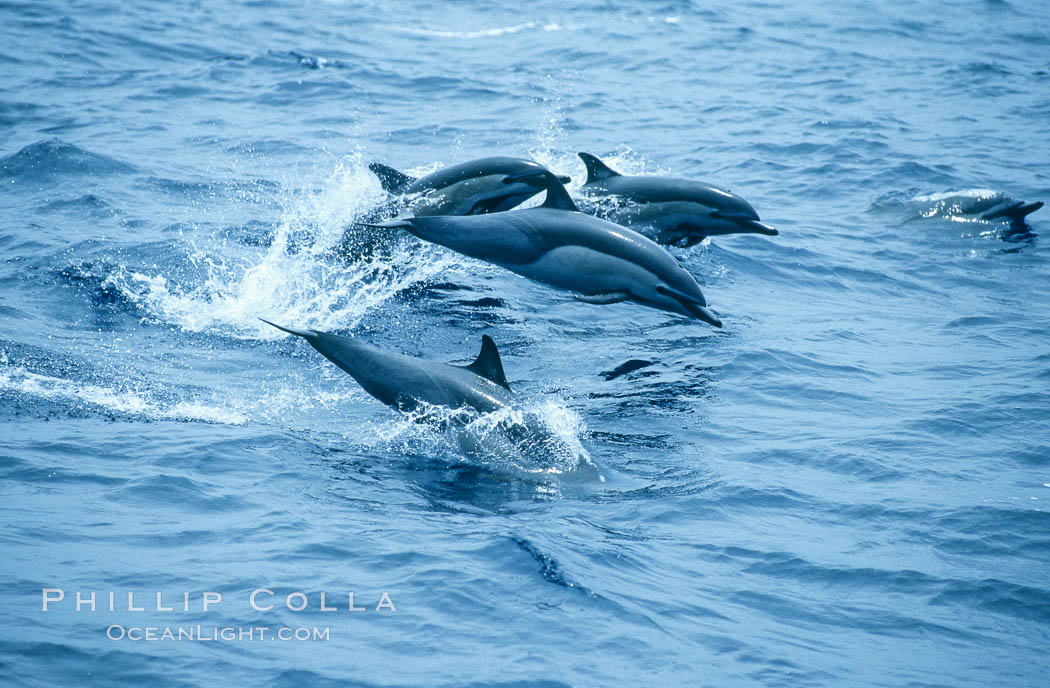 Common dolphin leaping (porpoising). San Diego, California, USA, Delphinus delphis, natural history stock photograph, photo id 18932