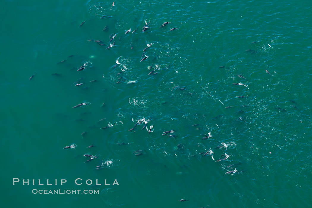 A large herd of common dolphin swims at the ocean surface, aerial photograph., Delphinus delphis, natural history stock photograph, photo id 26036