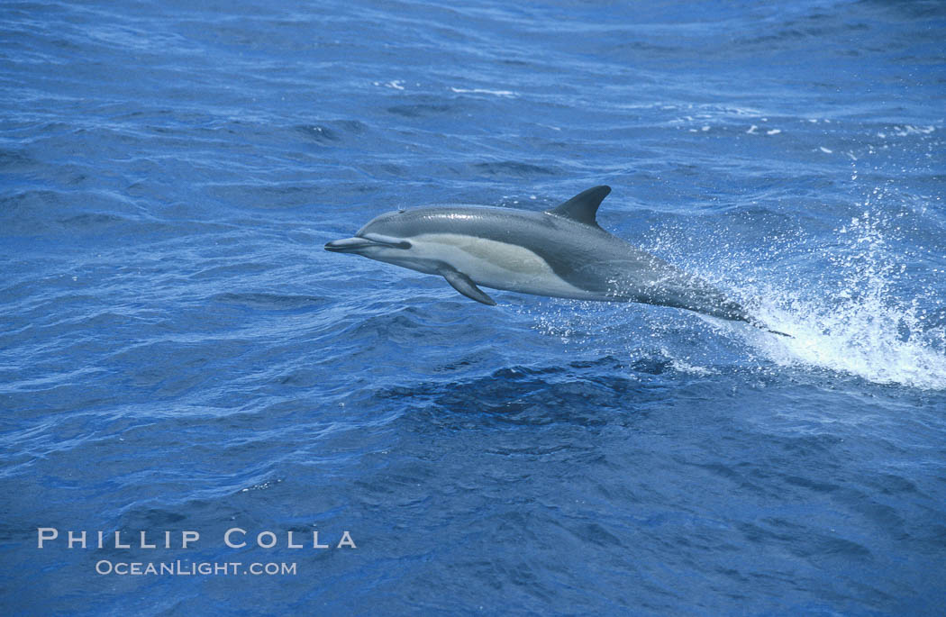 Common dolphin leaping (porpoising). San Diego, California, USA, Delphinus delphis, natural history stock photograph, photo id 18931