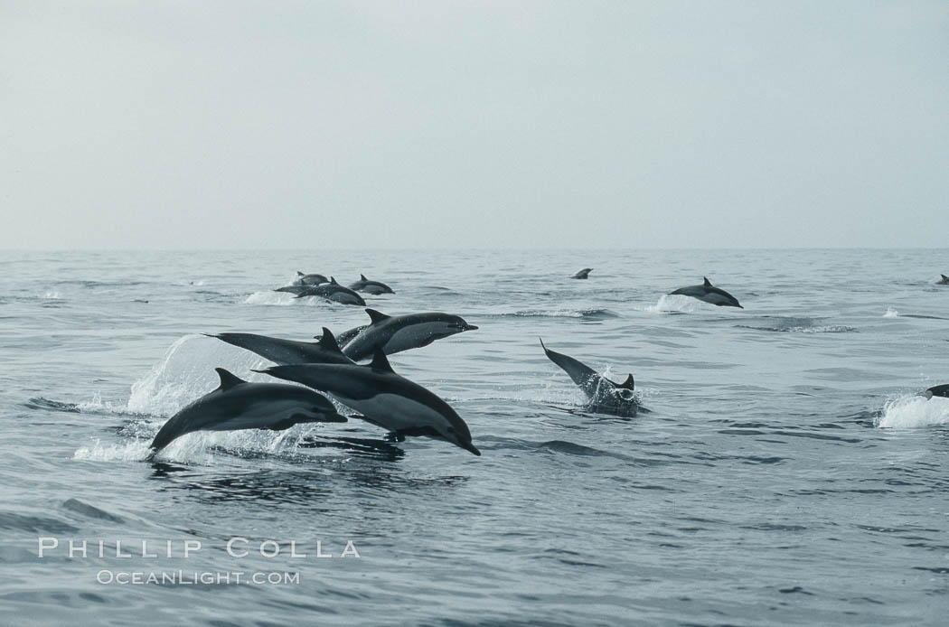 Common dolphin leaping (porpoising). San Diego, California, USA, Delphinus delphis, natural history stock photograph, photo id 18935