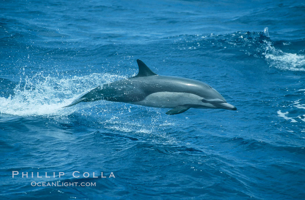 Common dolphin leaping (porpoising). San Diego, California, USA, Delphinus delphis, natural history stock photograph, photo id 04922