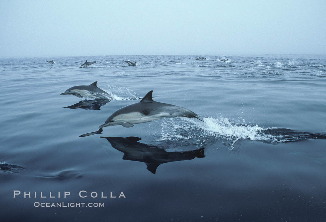 Common dolphin, Baja California., Delphinus delphis, natural history stock photograph, photo id 04934