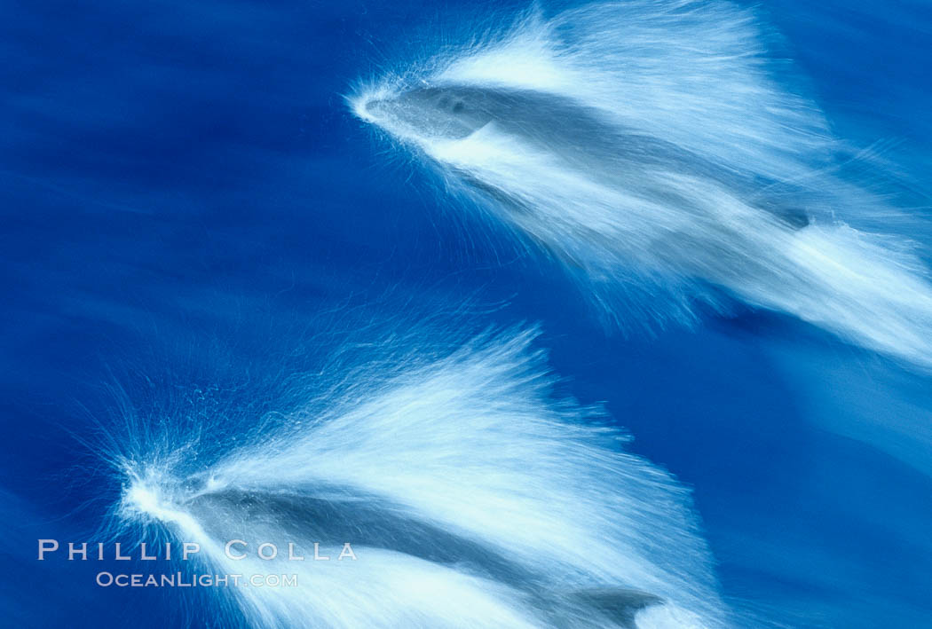 Common dolphin leaping (porpoising). San Diego, California, USA, Delphinus delphis, natural history stock photograph, photo id 03776