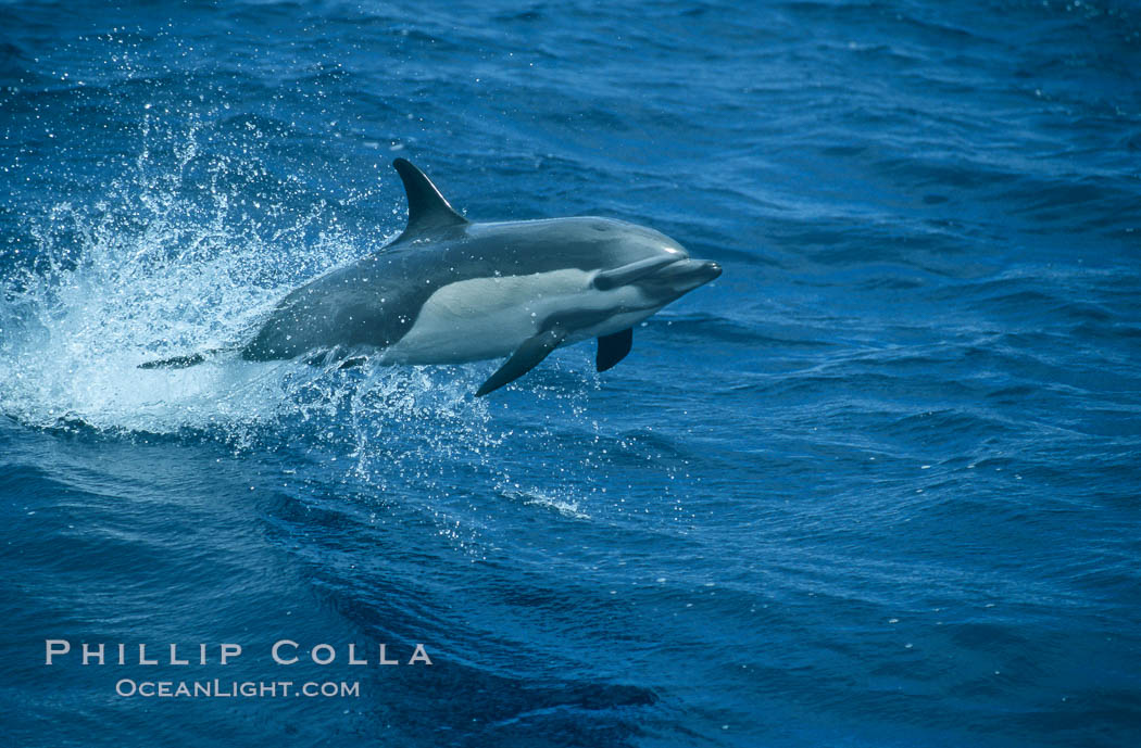 Common dolphin leaping (porpoising). San Diego, California, USA, Delphinus delphis, natural history stock photograph, photo id 04920