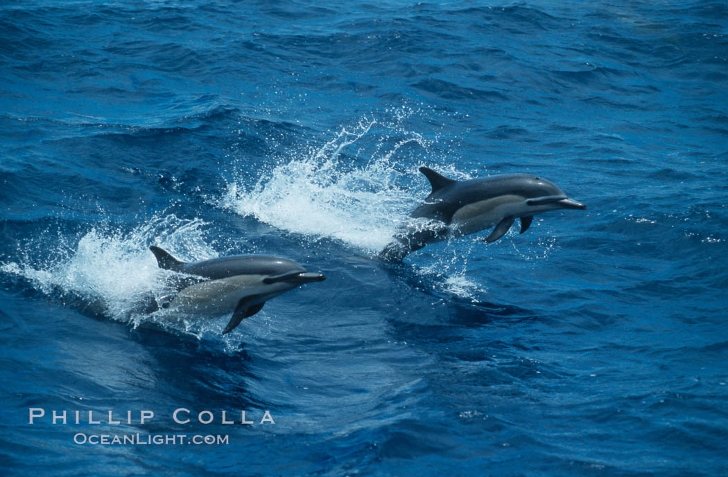 Common dolphin, Baja California., Delphinus delphis, natural history stock photograph, photo id 04924
