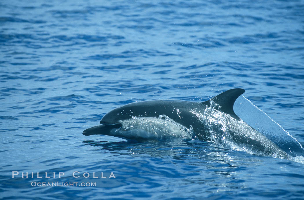 Common dolphin leaping (porpoising). San Diego, California, USA, Delphinus delphis, natural history stock photograph, photo id 04932