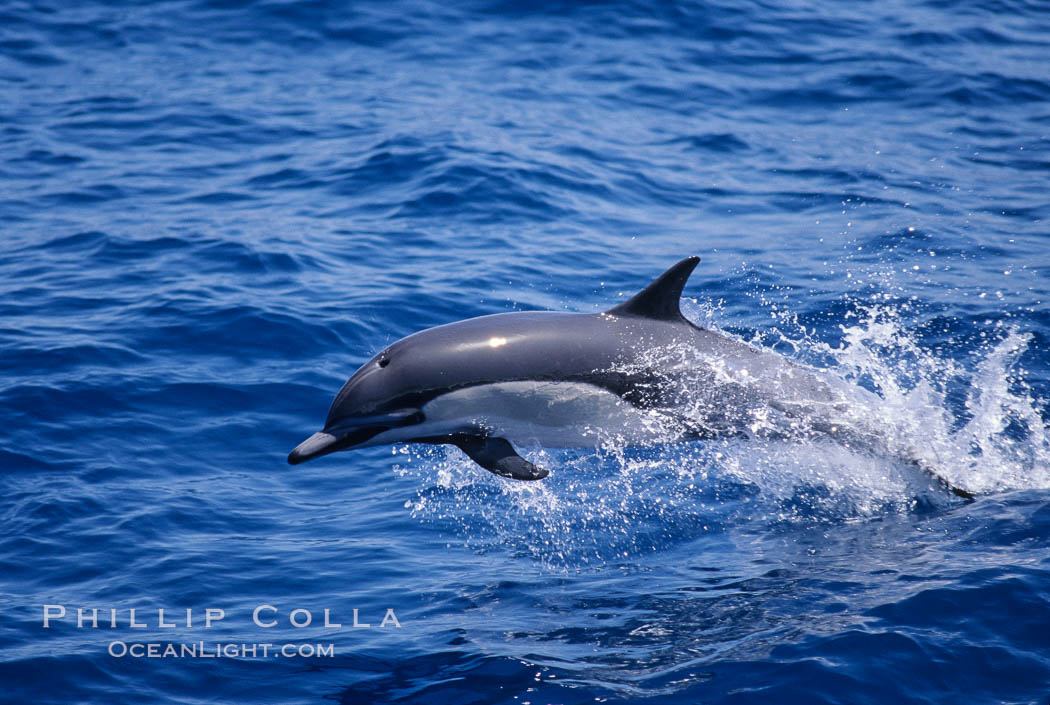 Common dolphin. San Diego, California, USA, Delphinus delphis, natural history stock photograph, photo id 02407