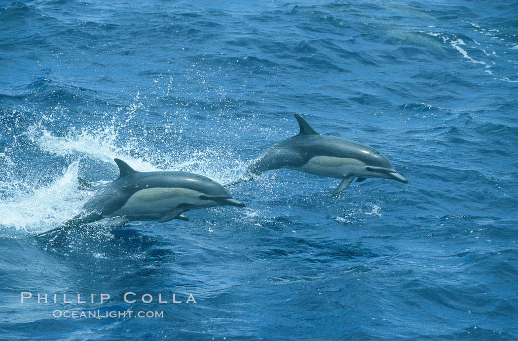 Common dolphin leaping (porpoising). San Diego, California, USA, Delphinus delphis, natural history stock photograph, photo id 04923