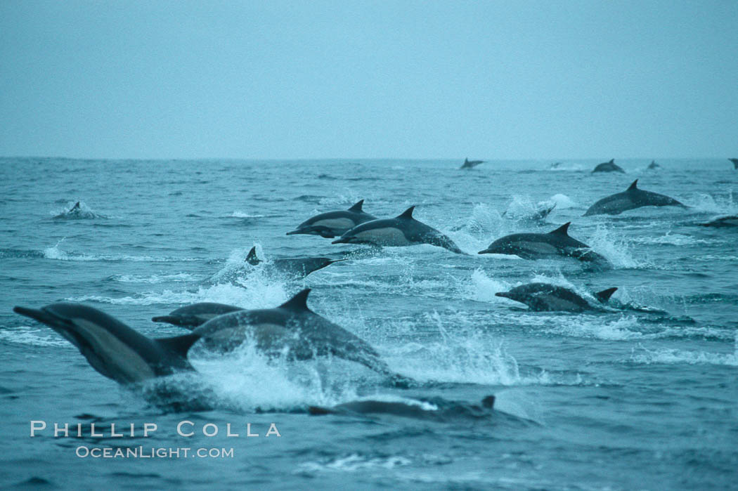 Common dolphin, Baja California., Delphinus delphis, natural history stock photograph, photo id 04931