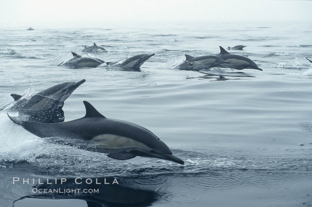 Common dolphin, Baja California., Delphinus delphis, natural history stock photograph, photo id 04929